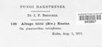 Albugo bliti image